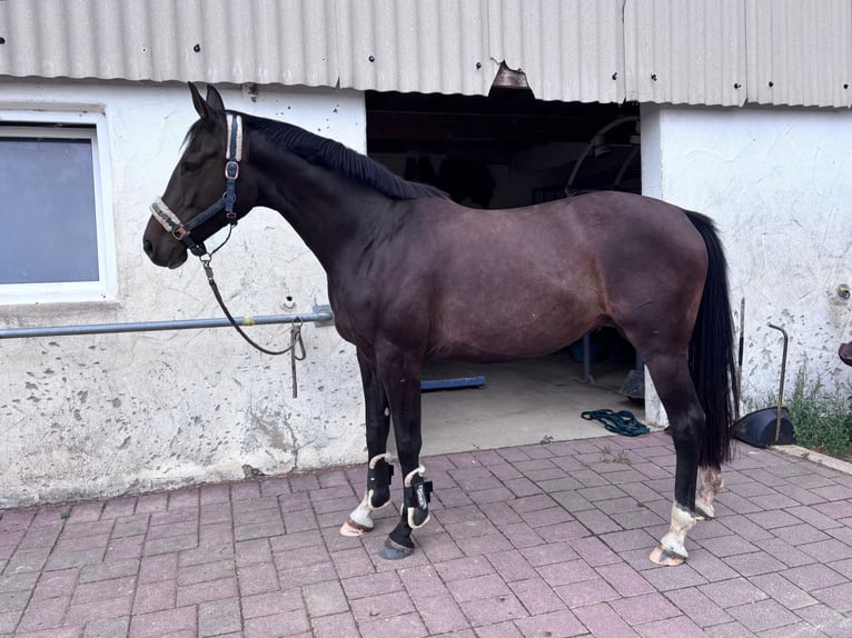 Oldenburger Springpferd Klacz 9 lat 165 cm Ciemnogniada in Mudershausen