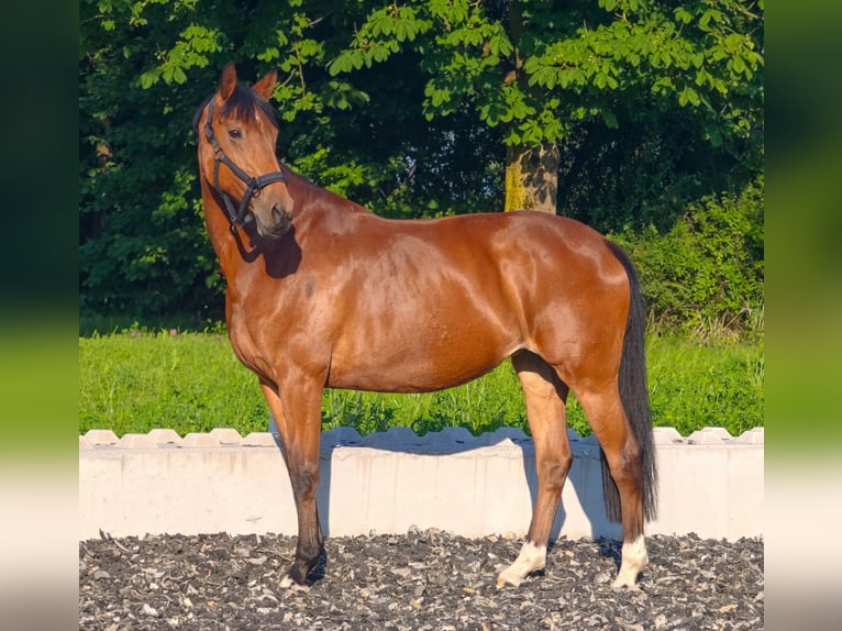 Oldenburger Springpferd Klacz 9 lat 166 cm Gniada in Kornberg