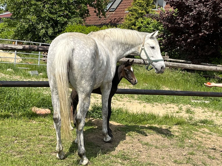 Oldenburger Springpferd Klacz 9 lat 166 cm Siwa in Engelschoff