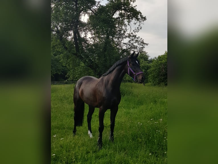 Oldenburger Springpferd Klacz 9 lat 166 cm Skarogniada in Rheine