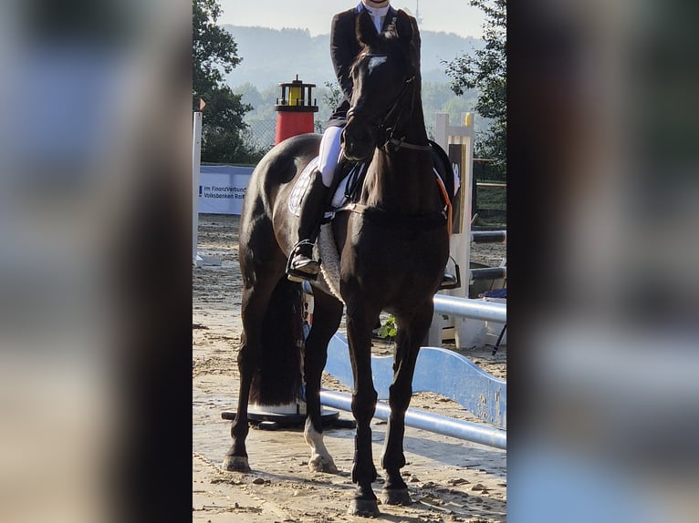 Oldenburger Springpferd Klacz 9 lat 166 cm Skarogniada in Rheine