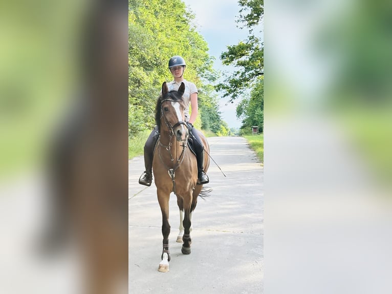 Oldenburger Springpferd Klacz 9 lat 167 cm Gniada in Cremlingen