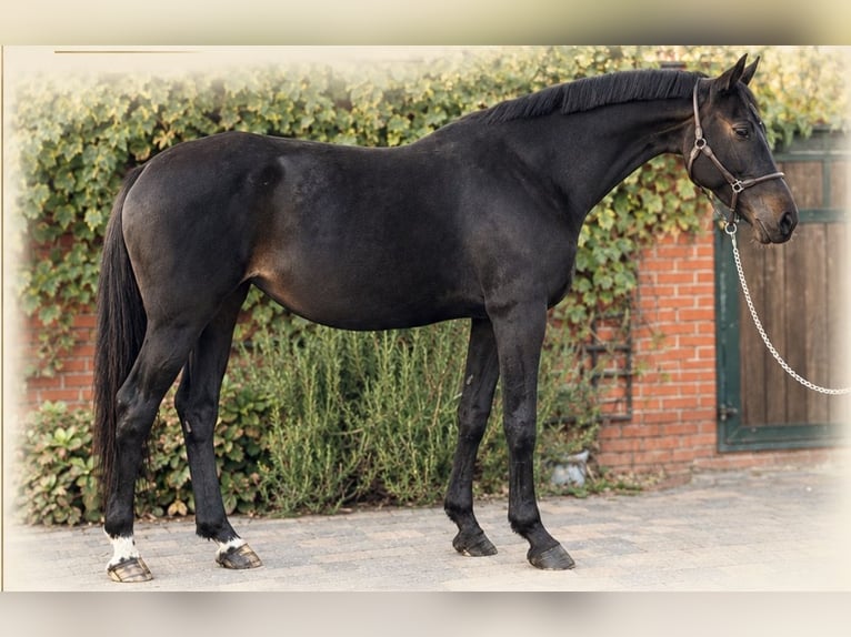 Oldenburger Springpferd Klacz 9 lat 168 cm Ciemnogniada in Martfeld