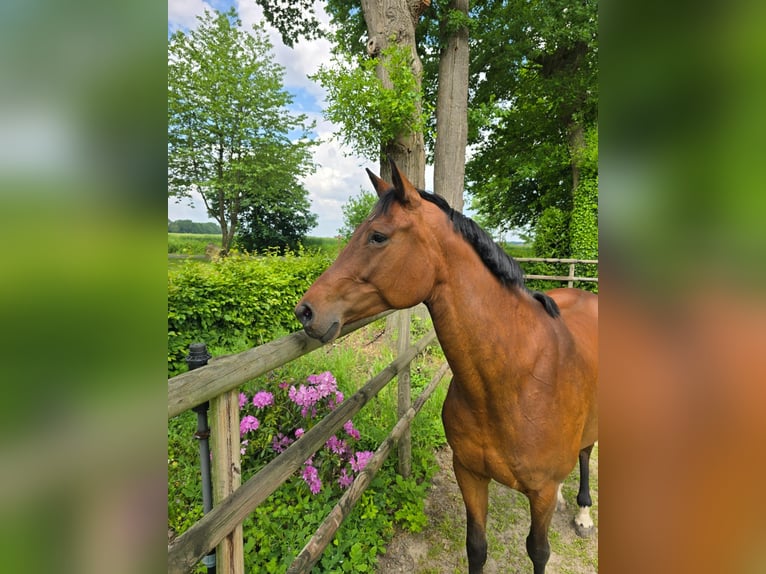 Oldenburger Springpferd Klacz 9 lat 169 cm Gniada in Löningen