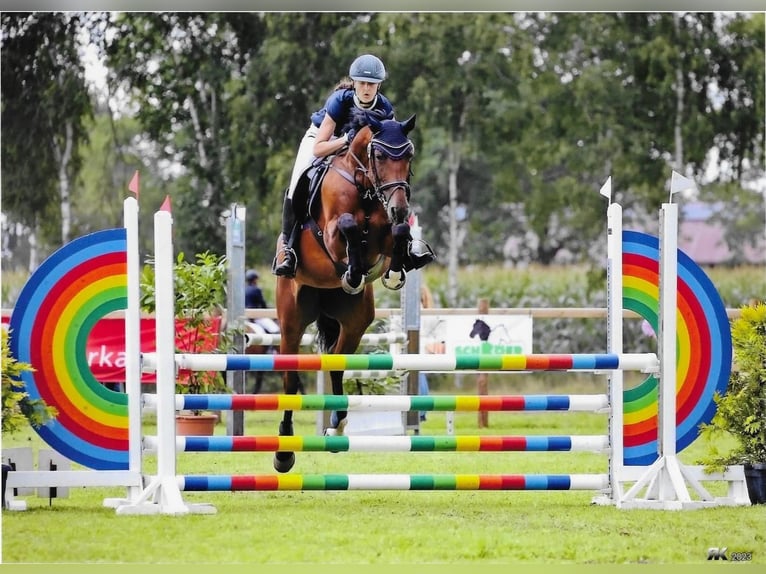 Oldenburger Springpferd Klacz 9 lat 170 cm Gniada in Rheine