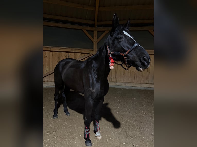 Oldenburger Springpferd Klacz 9 lat 170 cm Kara in Werneuchen