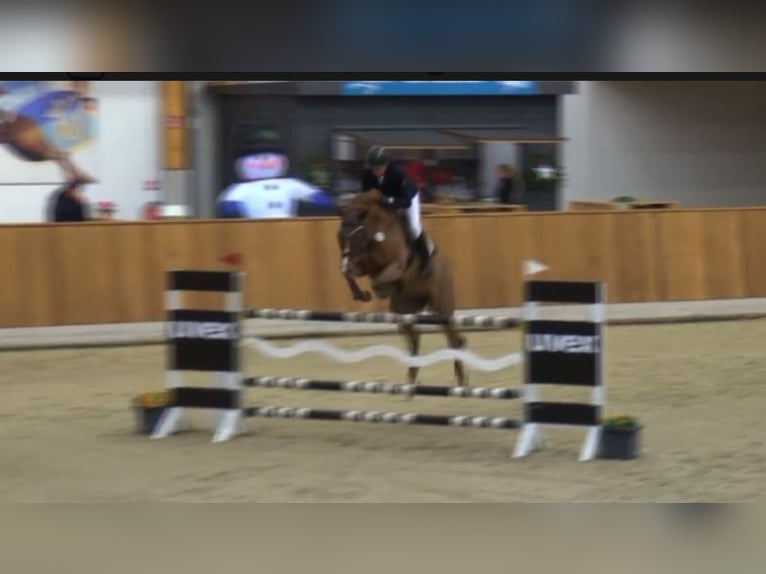 Oldenburger Springpferd Klacz 9 lat 170 cm Kasztanowata in Hüllhorst