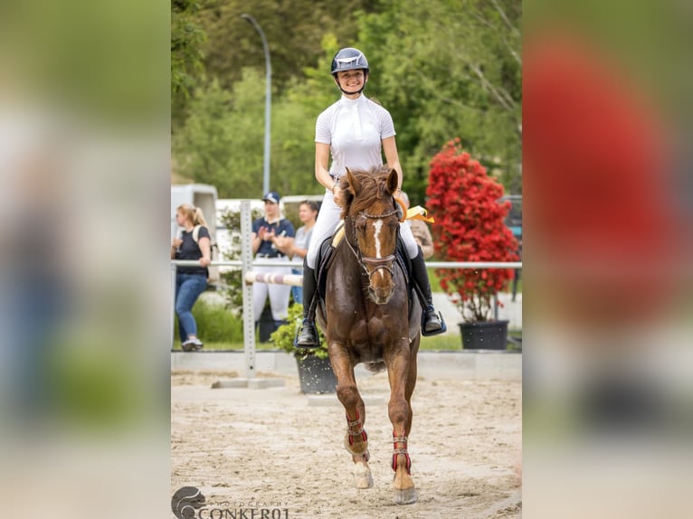 Oldenburger Springpferd Klacz 9 lat 172 cm Kasztanowata in Singen