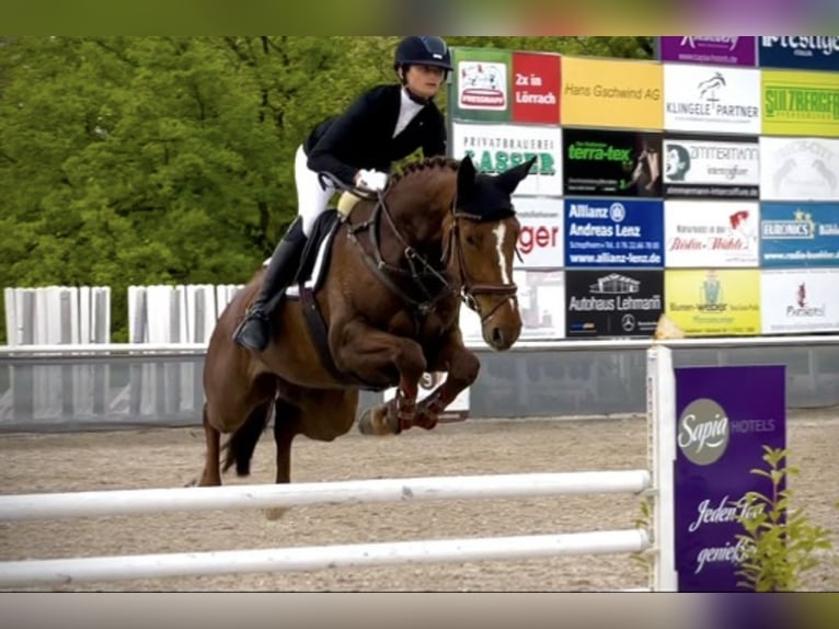 Oldenburger Springpferd Klacz 9 lat 172 cm Kasztanowata in Singen