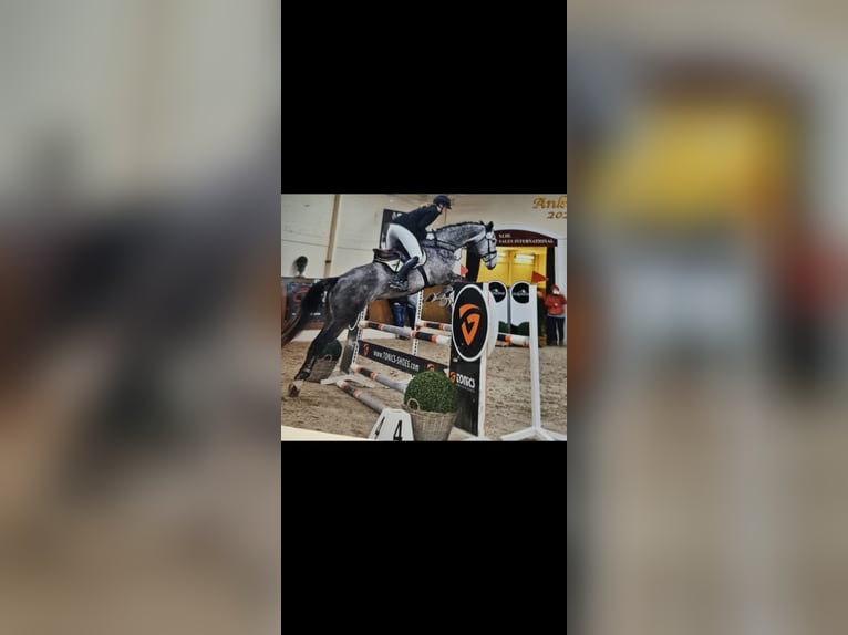 Oldenburger Springpferd Klacz 9 lat 172 cm Siwa jabłkowita in Westerkappeln