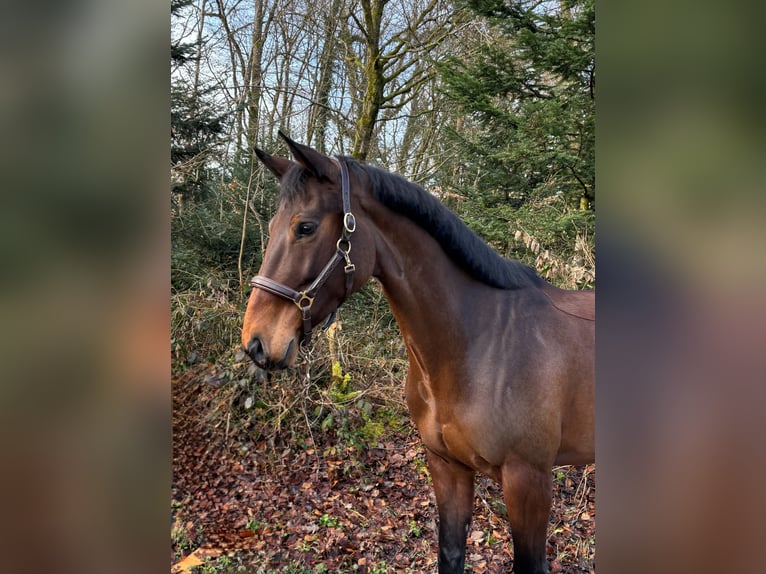 Oldenburger Springpferd Klacz 9 lat  in Murg