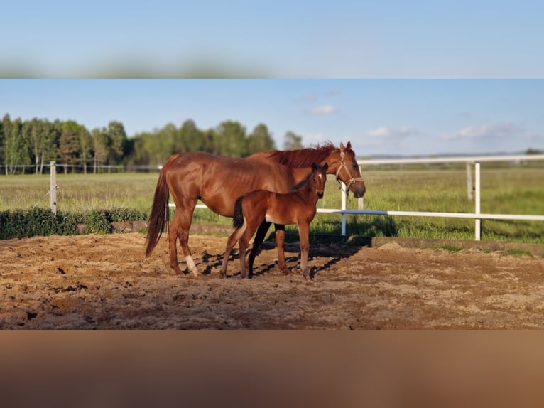 Oldenburger Springpferd Klacz  160 cm Gniada in L&#x119;bork