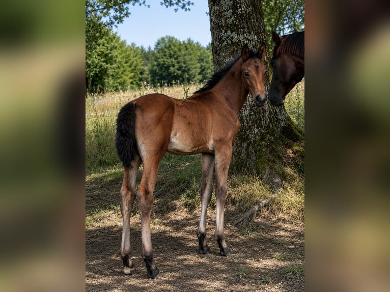 Oldenburger Springpferd Klacz Źrebak (03/2026) 170 cm Ciemnogniada in Champsac