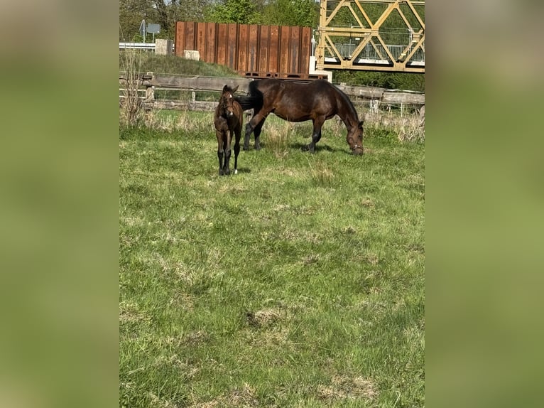 Oldenburger Springpferd Klacz  170 cm Gniada in Winsen (Aller)