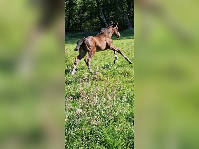 Oldenburger Springpferd Klacz Źrebak (05/2026) Ciemnogniada in Emstek
