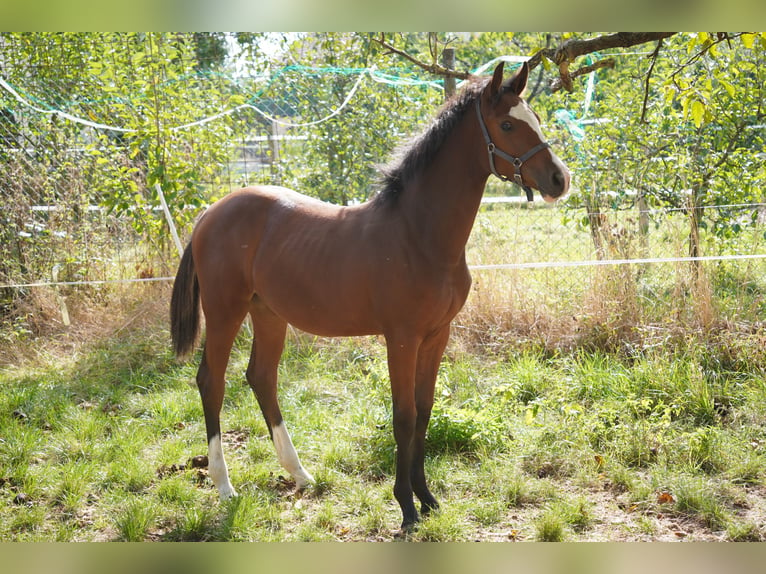 Oldenburger Springpferd Klacz  Gniada in Donnersdorf