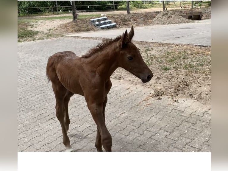 Oldenburger Springpferd Klacz  Kasztanowata in Dahlenburg