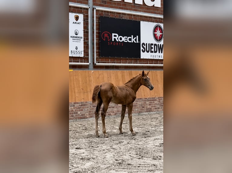 Oldenburger Springpferd Klacz Źrebak (04/2026) Kasztanowata in Domsühl