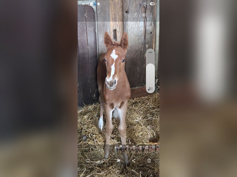 Oldenburger Springpferd Klacz Źrebak (03/2026) Kasztanowata in Löningen