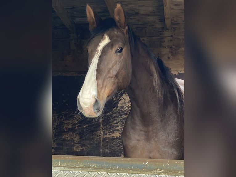 Oldenburger Springpferd Nieznany 7 lat 172 cm Kasztanowata in Gomadingen