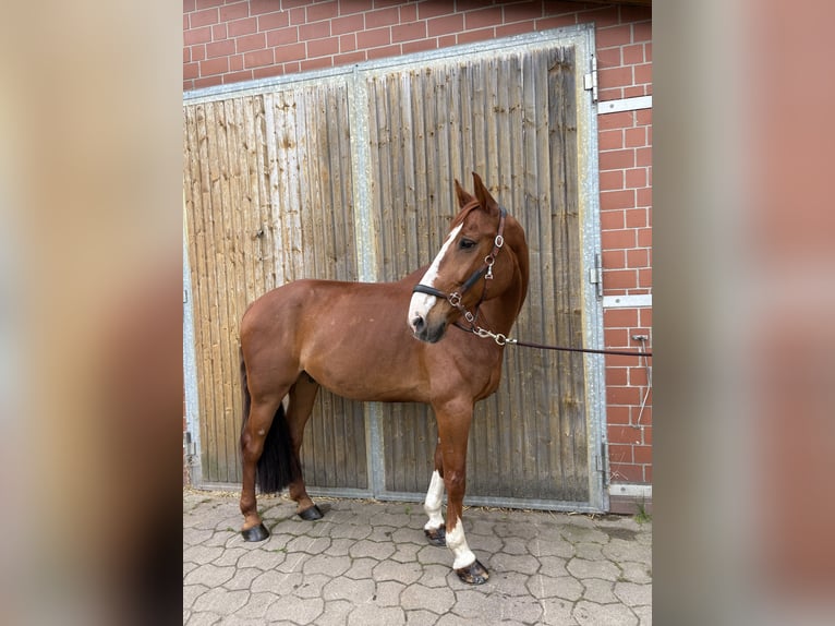 Oldenburger Springpferd Ogier 11 lat 166 cm Kasztanowata in Isernhagen