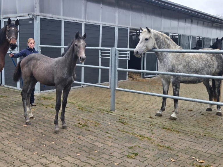 Oldenburger Springpferd Ogier 1 Rok 165 cm Siwa in Hessisch Oldendorf