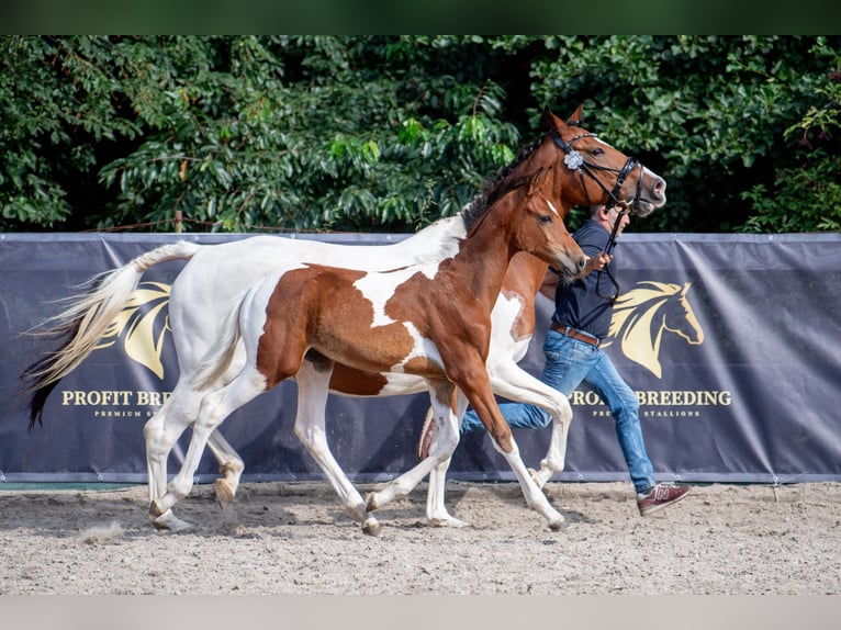 Oldenburger Springpferd Ogier 1 Rok 170 cm Tobiano wszelkich maści in Dojazdów