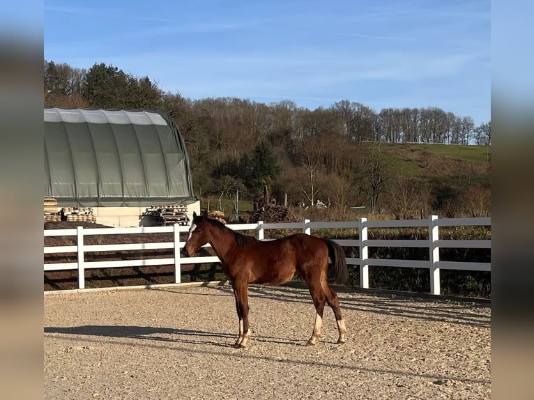 Oldenburger Springpferd Ogier 1 Rok Gniada in Bausendorf