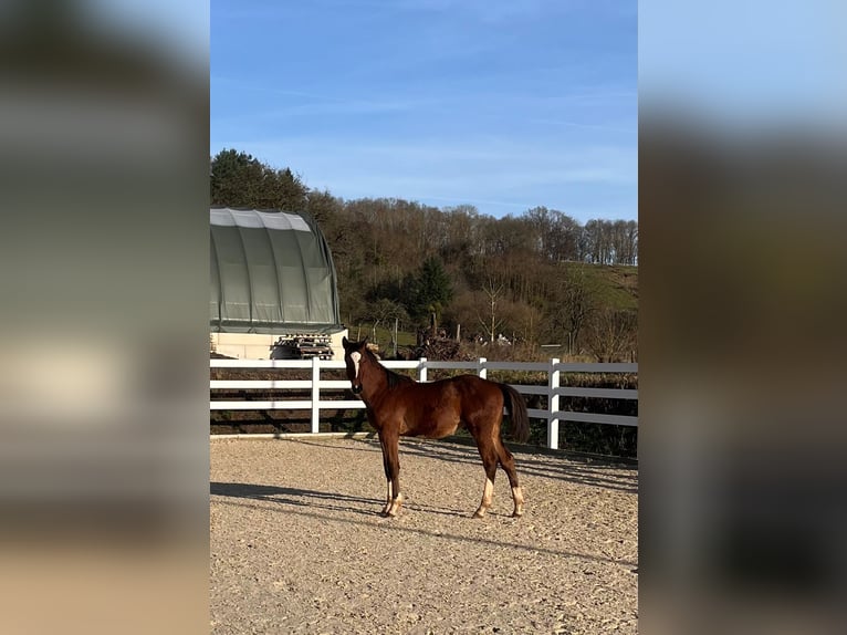 Oldenburger Springpferd Ogier 1 Rok Gniada in Bausendorf