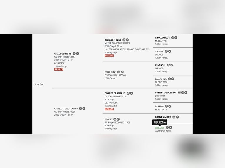Oldenburger Springpferd Ogier 1 Rok Gniada in Toruń