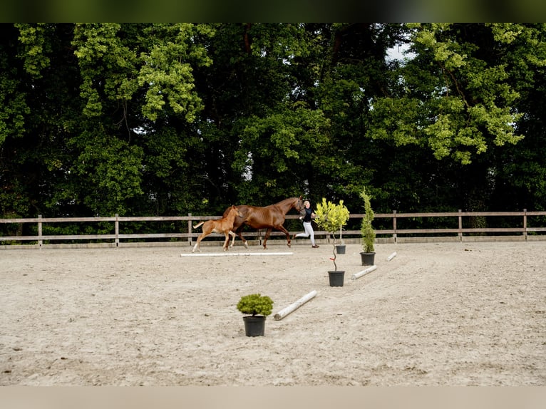 Oldenburger Springpferd Ogier 1 Rok Kasztanowata in Zülpich