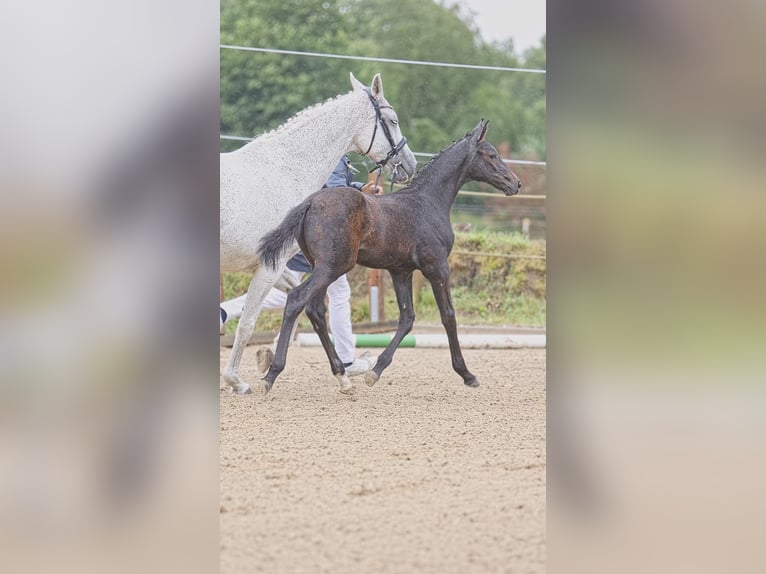 Oldenburger Springpferd Ogier 1 Rok Siwa jabłkowita in Schmadebeck