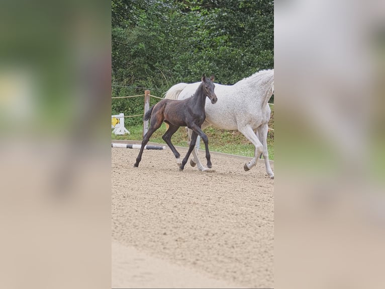 Oldenburger Springpferd Ogier 1 Rok Siwa jabłkowita in Schmadebeck