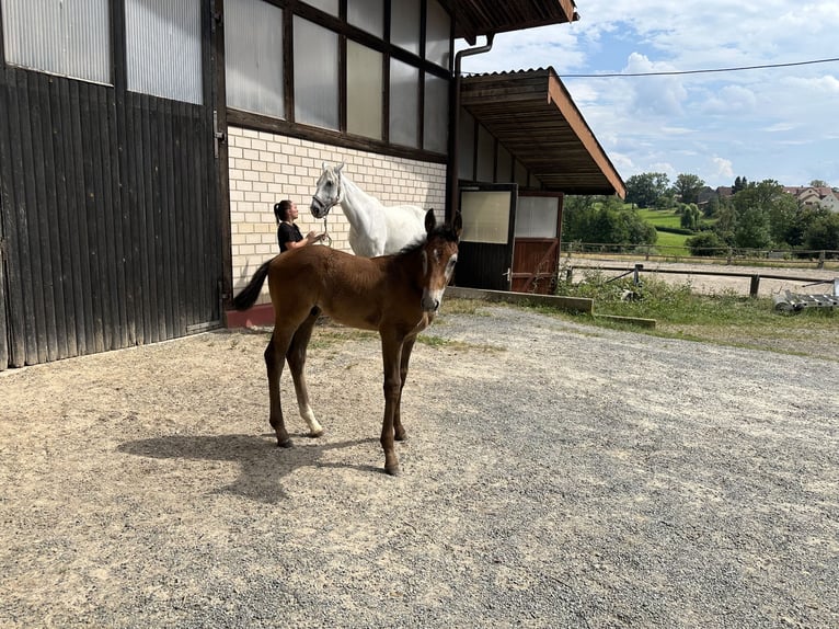 Oldenburger Springpferd Ogier 1 Rok Siwa in Heinersreuth