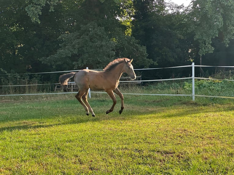 Oldenburger Springpferd Ogier 1 Rok Siwa in Ganderkesee