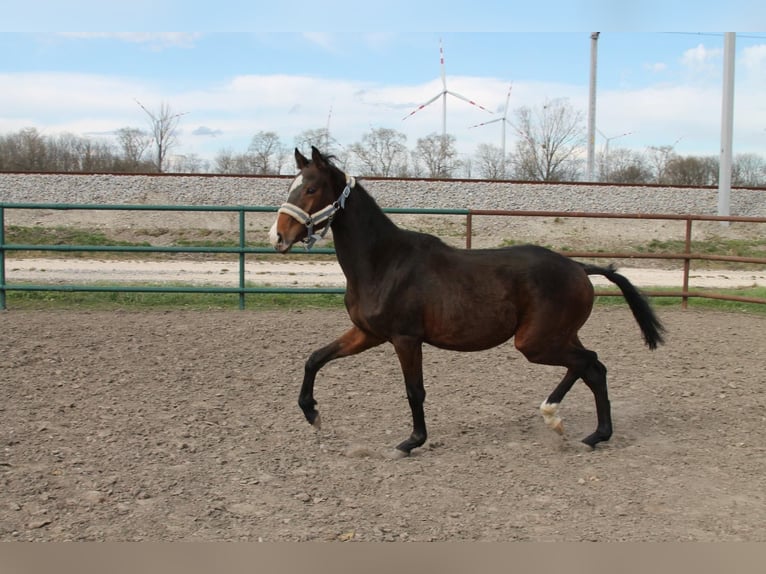 Oldenburger Springpferd Ogier 2 lat 155 cm Gniada in Leopoldsdorf