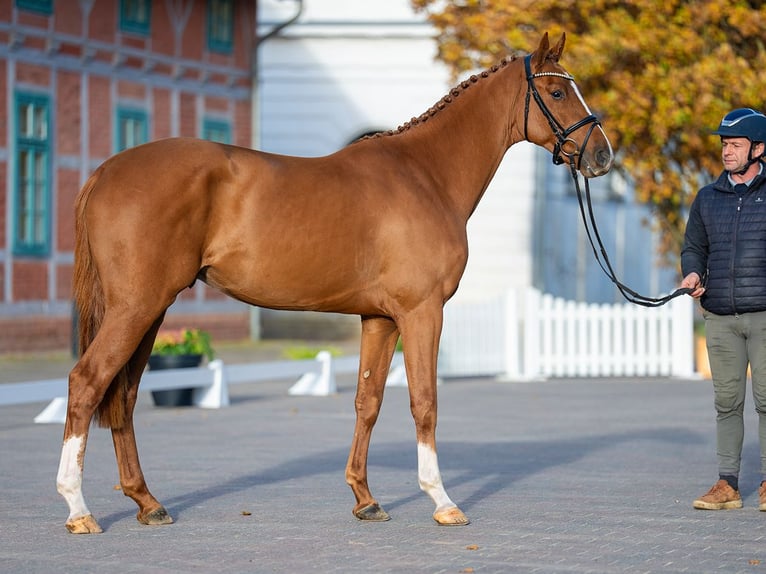 Oldenburger Springpferd Ogier 2 lat 165 cm Kasztanowata in Redefin