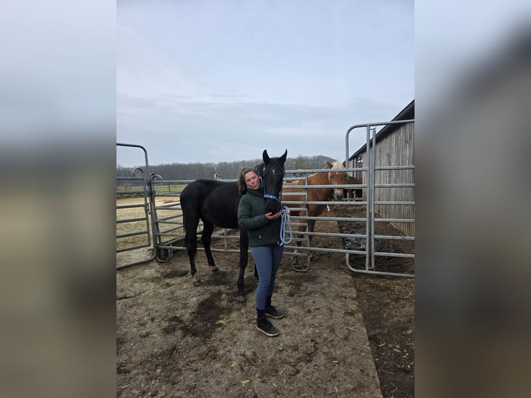 Oldenburger Springpferd Ogier 2 lat 170 cm Kara in Dorsten