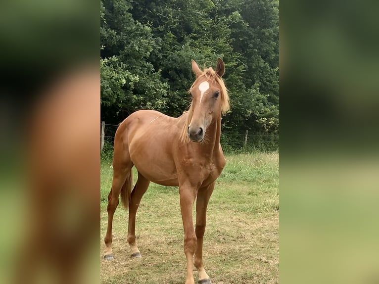 Oldenburger Springpferd Ogier 2 lat Kasztanowata in Dahlenburg