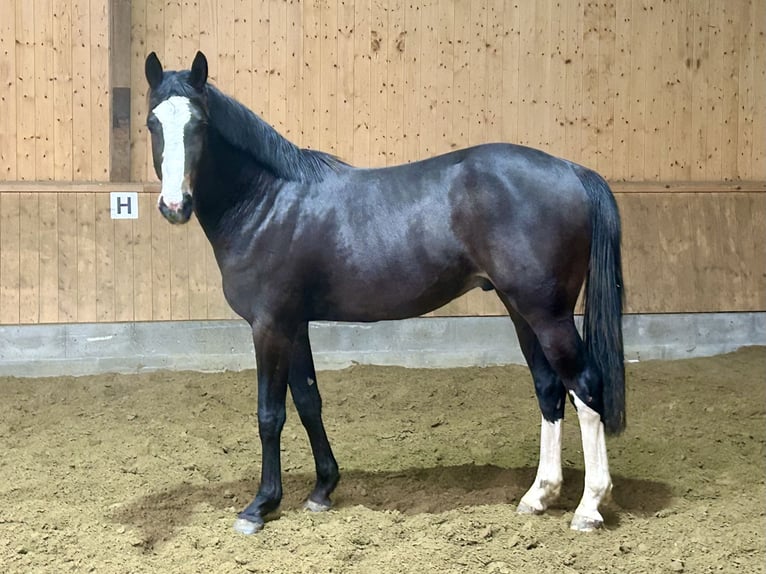 Oldenburger Springpferd Ogier 3 lat 166 cm Skarogniada in Bramsche