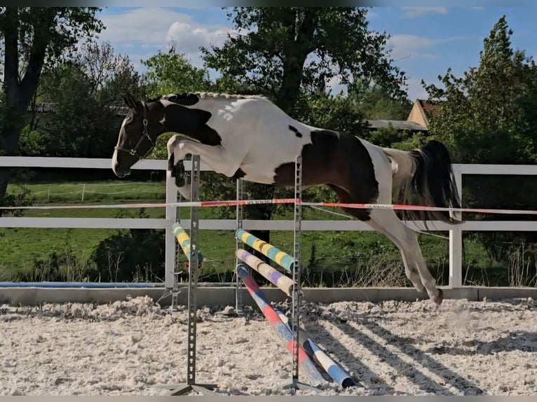 Oldenburger Springpferd Ogier 3 lat 168 cm Srokata in Beroun