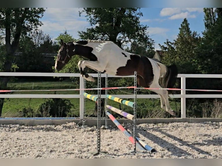 Oldenburger Springpferd Ogier 3 lat 168 cm Srokata in Beroun