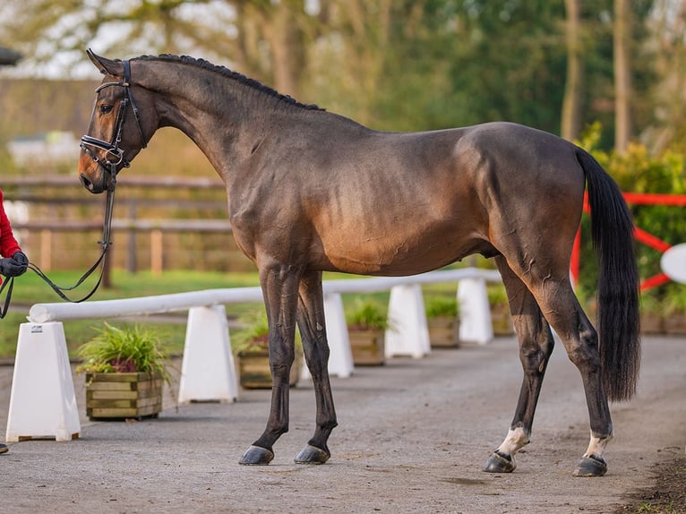 Oldenburger Springpferd Ogier 3 lat 169 cm Ciemnogniada in Münster-Handorf