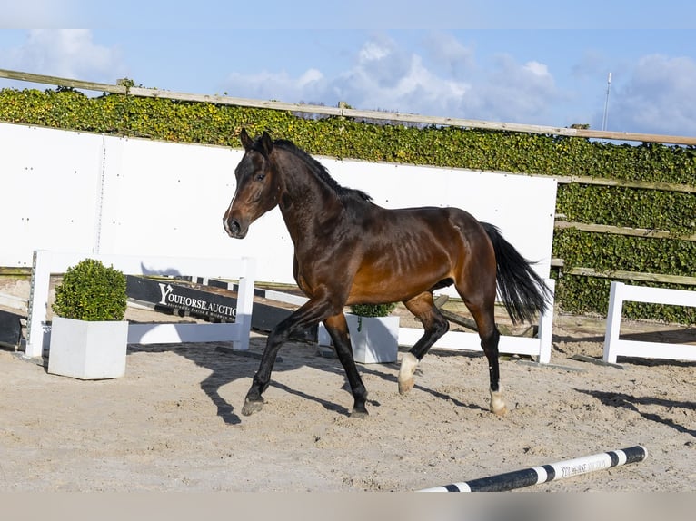 Oldenburger Springpferd Ogier 4 lat 163 cm Gniada in Waddinxveen