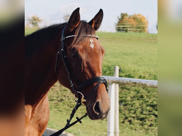 Oldenburger Springpferd Ogier 4 lat 163 cm Gniada in Kodersdorf