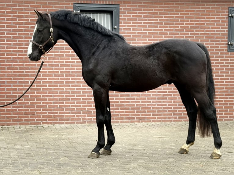 Oldenburger Springpferd Ogier 4 lat 168 cm Kara in Zieuwent