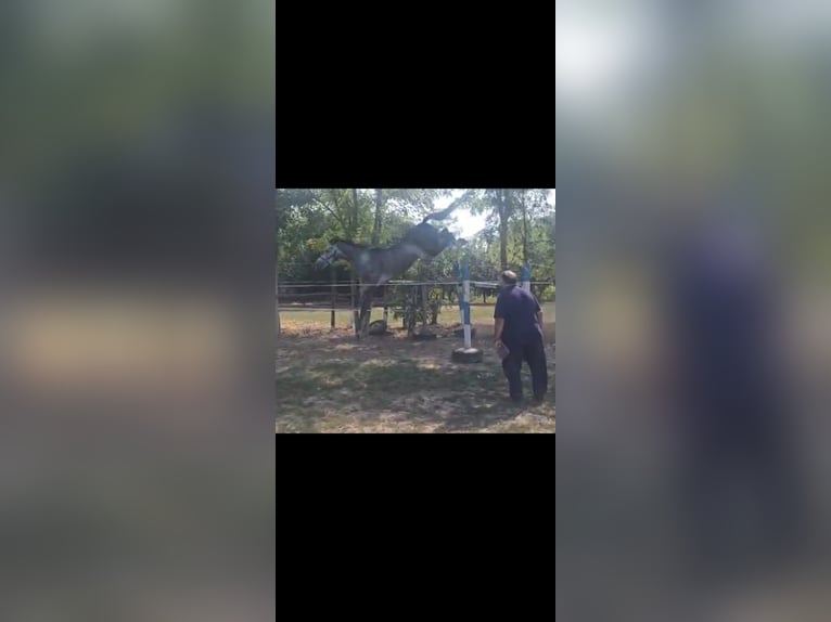 Oldenburger Springpferd Ogier 4 lat 169 cm Siwa jabłkowita in B&#xE9;k&#xE9;scsaba