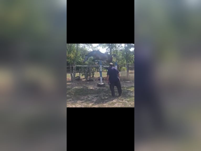 Oldenburger Springpferd Ogier 4 lat 169 cm Siwa jabłkowita in B&#xE9;k&#xE9;scsaba
