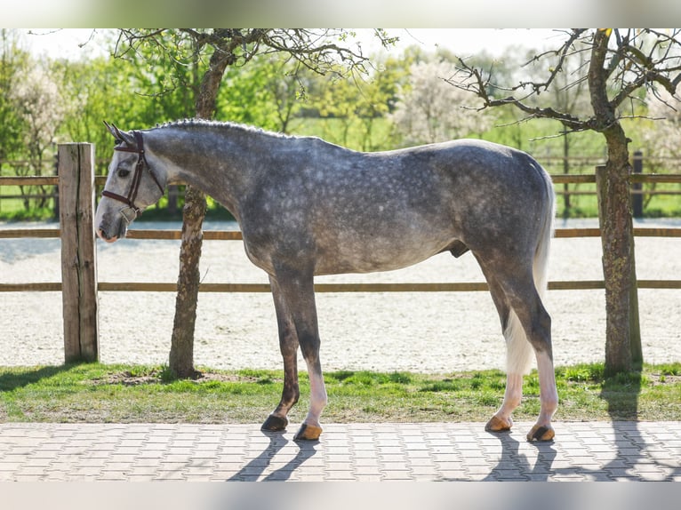 Oldenburger Springpferd Ogier 6 lat 168 cm Stalowosiwy in Lastrup