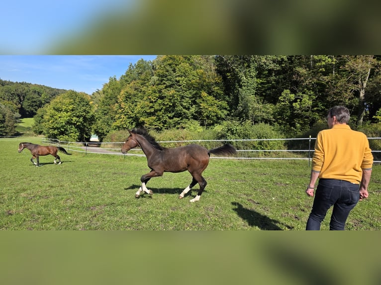 Oldenburger Springpferd Ogier Źrebak (06/2025) 135 cm Ciemnogniada in Ludwigshafen am Rhein